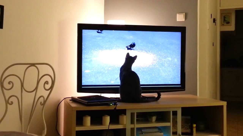 Illustration for article titled Steam Link - The PHC Review (With Cat Pictures)
